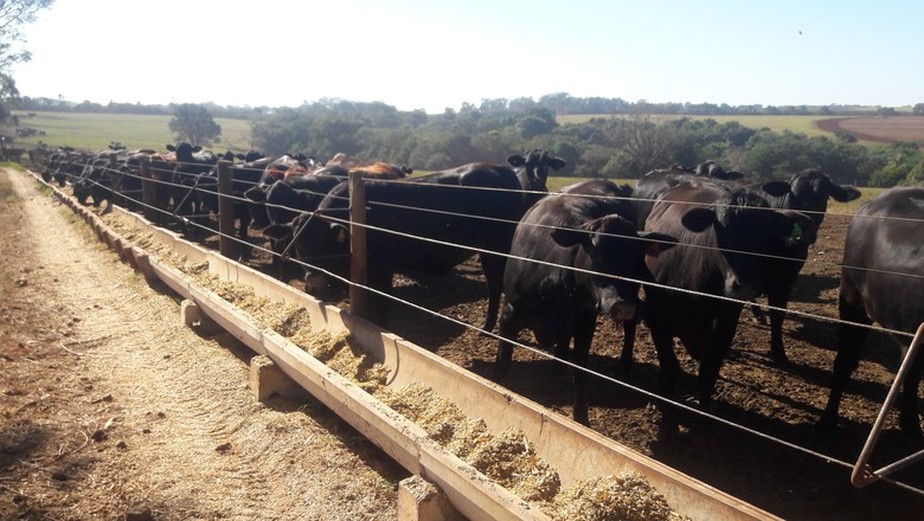 Foto: Globo Rural